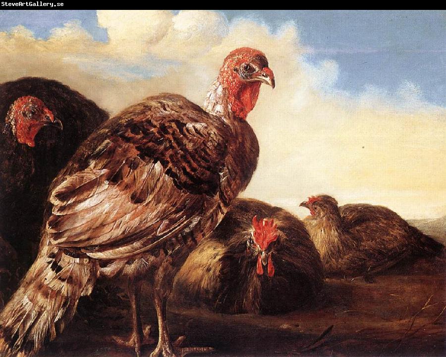 CUYP, Aelbert Domestic Fowl  fg